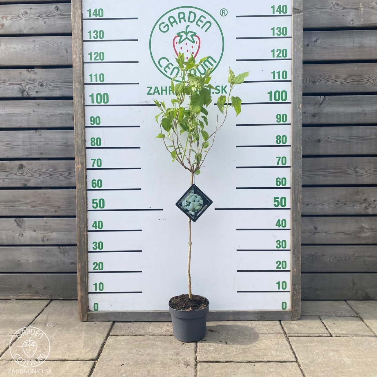 Obrázok Hortenzia stromčekovitá (Hydrangea arborescens) ´ANNABELLE´ - výška 100-120 cm, kont. C3L - NA KMIENKU